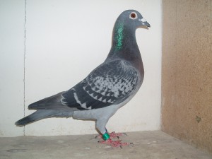 predaj-2012-710.jpg