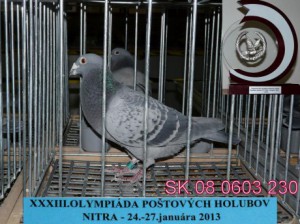 olympiade-230-nitra-2013.jpg
